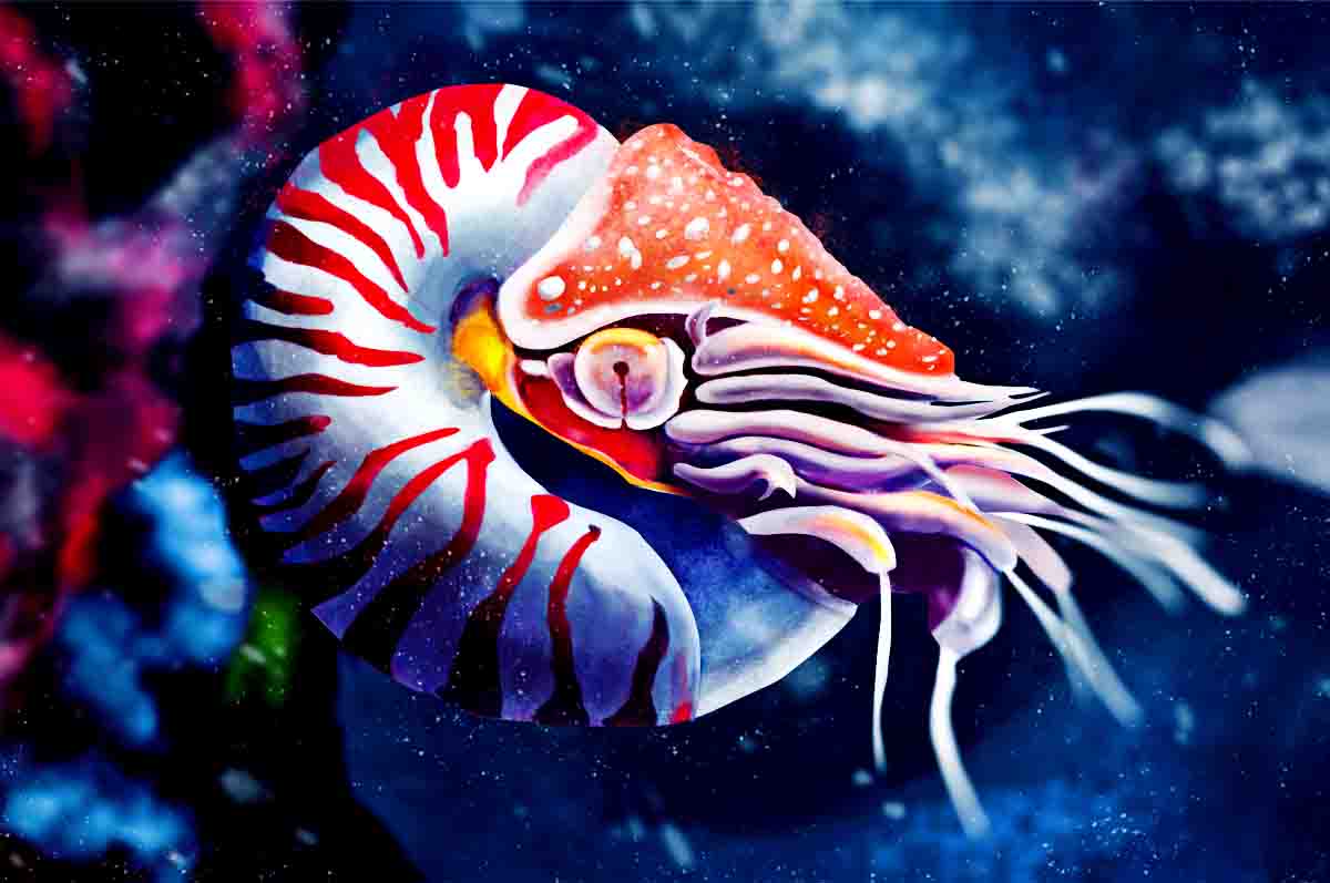 Nautilus – Hewan purbakala yang masih hidup dengan ciri memiliki cangkang