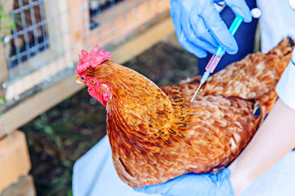 Efek dari Vaksin - Alasan ayam sehat tetapi tidak mau makan pasca menerima suntikan atau obat tertentu