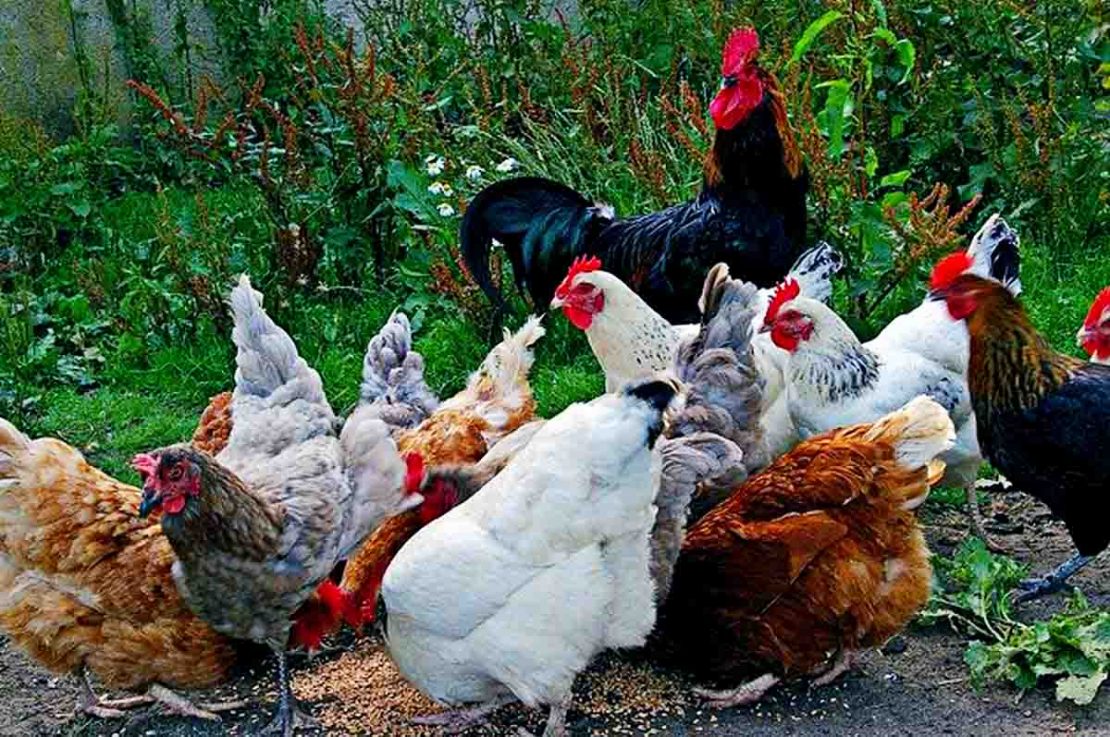 9 Alasan  Ayam  Sehat tapi Tidak Mau Makan serta 