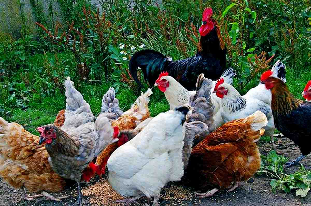 Mengalami Stres - Alasan ayam sehat tapi tak mau makan karena alasan lingkungan