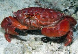 Etisus splendidus - Kepiting yang tidak boleh dimakan dan memiliki bentuk oval