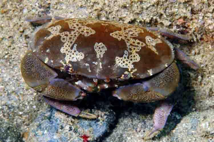 Kepiting Telur Bunga (Floridus atergatis) - Jenis kepiting yang tidak boleh dimakan karena memiliki daging beracun