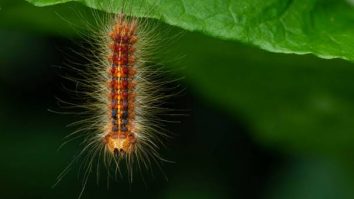 Ulat Lymantriidae - Jenis ulat bulu di Indonesia yang bersifat hama