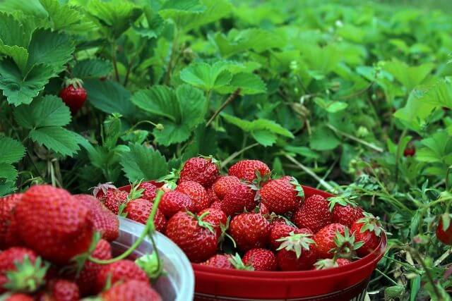 Mengenal Syarat Tumbuh Strawberry - Cara mengembangbiakkan tanaman strawberry yang pertama