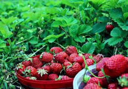 Waktu Penyiraman atau Pemberian Nutrisi - Cara menanam strawberry agar cepat berbuah yang disesuaikan dengan kebutuhan tumbuhan