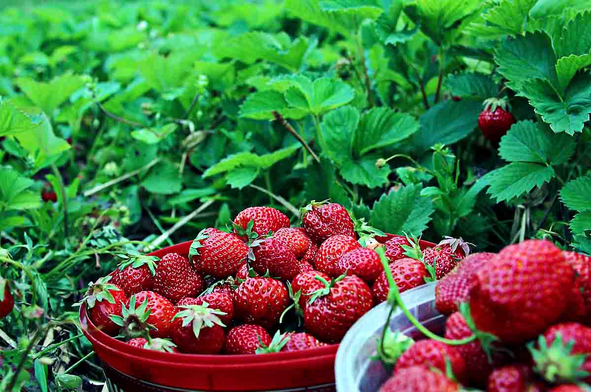 Waktu Penyiraman atau Pemberian Nutrisi - Cara menanam strawberry agar cepat berbuah yang disesuaikan dengan kebutuhan tumbuhan