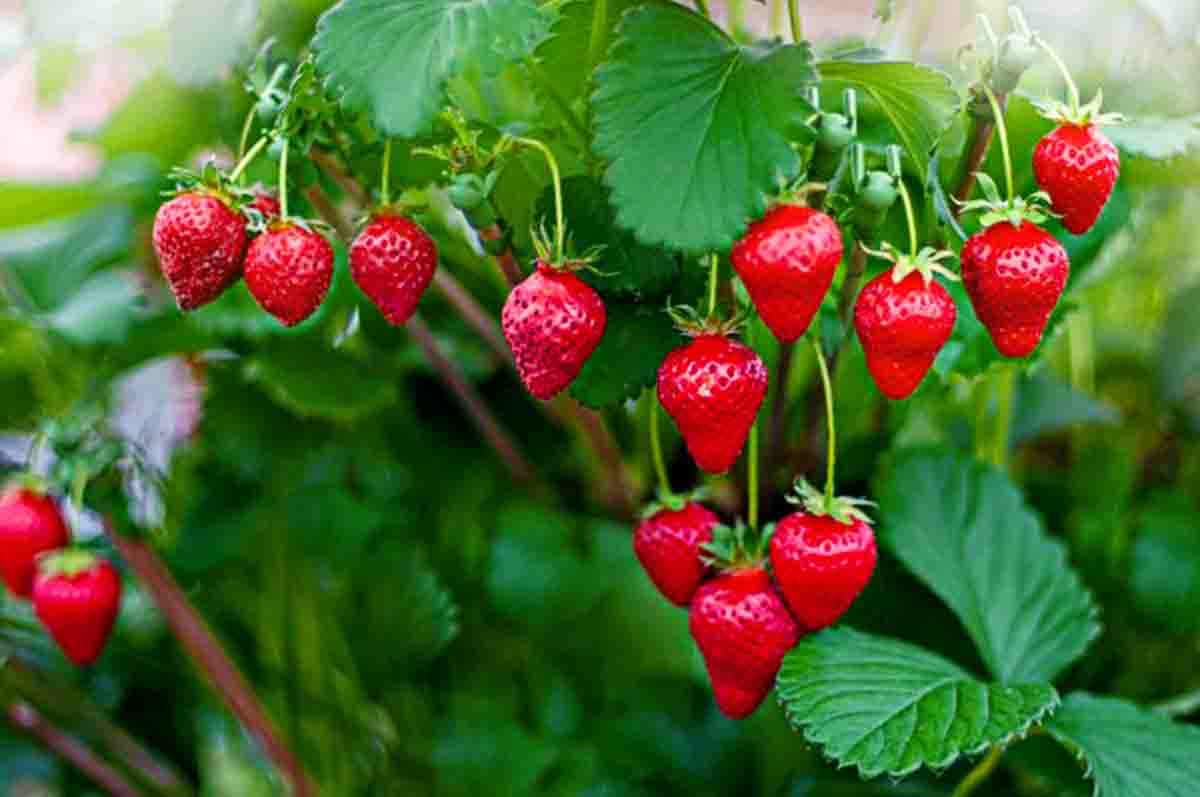 Adaptasi Bibit Buah Terlebih Dahulu - Cara menanam tanaman strawberry yang bertujuan supaya bibit terbiasa dengan kondisi suhu sekitar