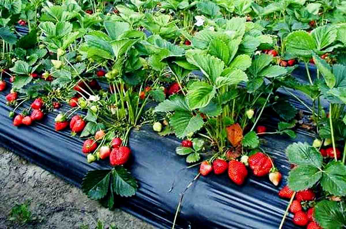 Siapkan Media Tanam - Cara mengembangbiakkan tanaman strawberry yang kelima