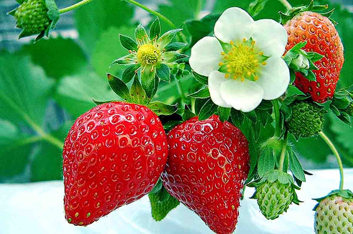 Persiapan Alat dan Bahan - Cara menanam strawberry agar cepat berbuah yang pertama