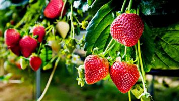 Pindahkan Bibit ke Tempat Tanam yang Permanen - Tips mengembangbiakkan tanaman strawberry dengan memelihara bibit buahnya