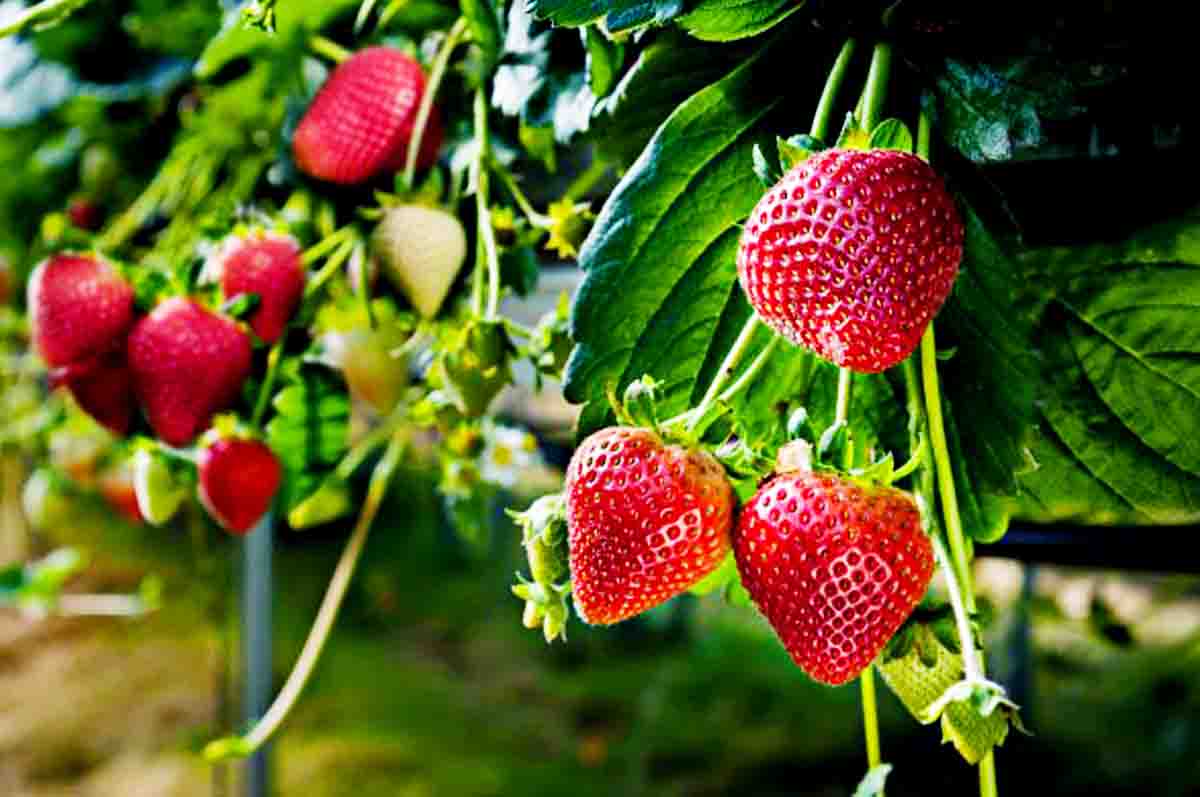Pindahkan Bibit ke Tempat Tanam yang Permanen - Tips mengembangbiakkan tanaman strawberry dengan memelihara bibit buahnya