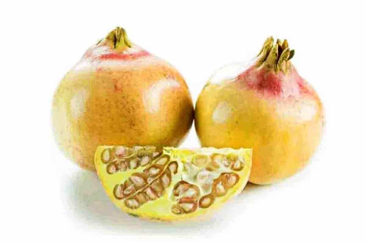 Tingginya Kadar Flavonoid  - Bedanya buah delima berdasarkan kandungannya