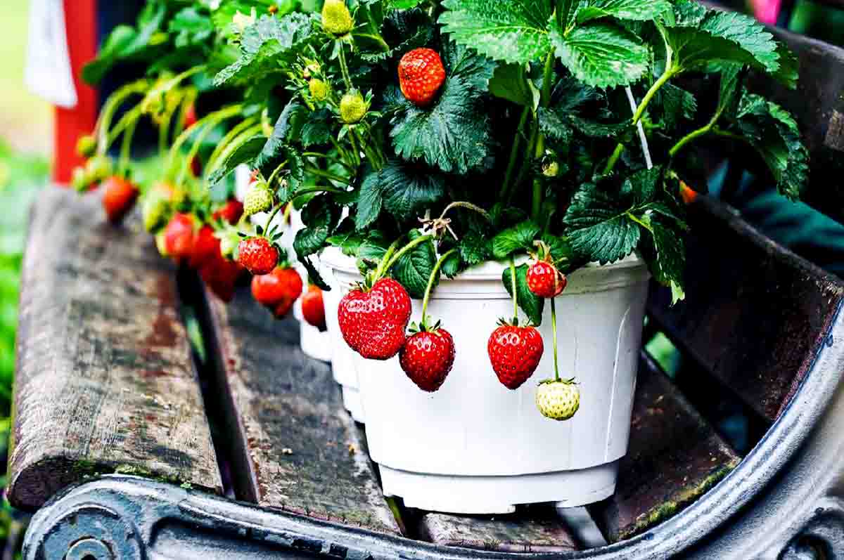 Penyulaman dan Pemberian Nutrisi untuk Tanaman - Cara mengembangbiakkan tanaman strawberry bila tanaman mengalami gangguan pertumbuhan