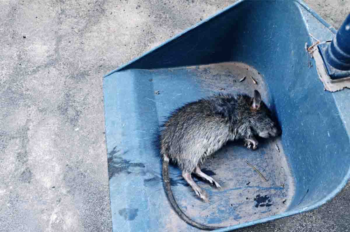 Mengundang Hewan Lain - Bahaya bau bangkai tikus yang wajib diwaspadai