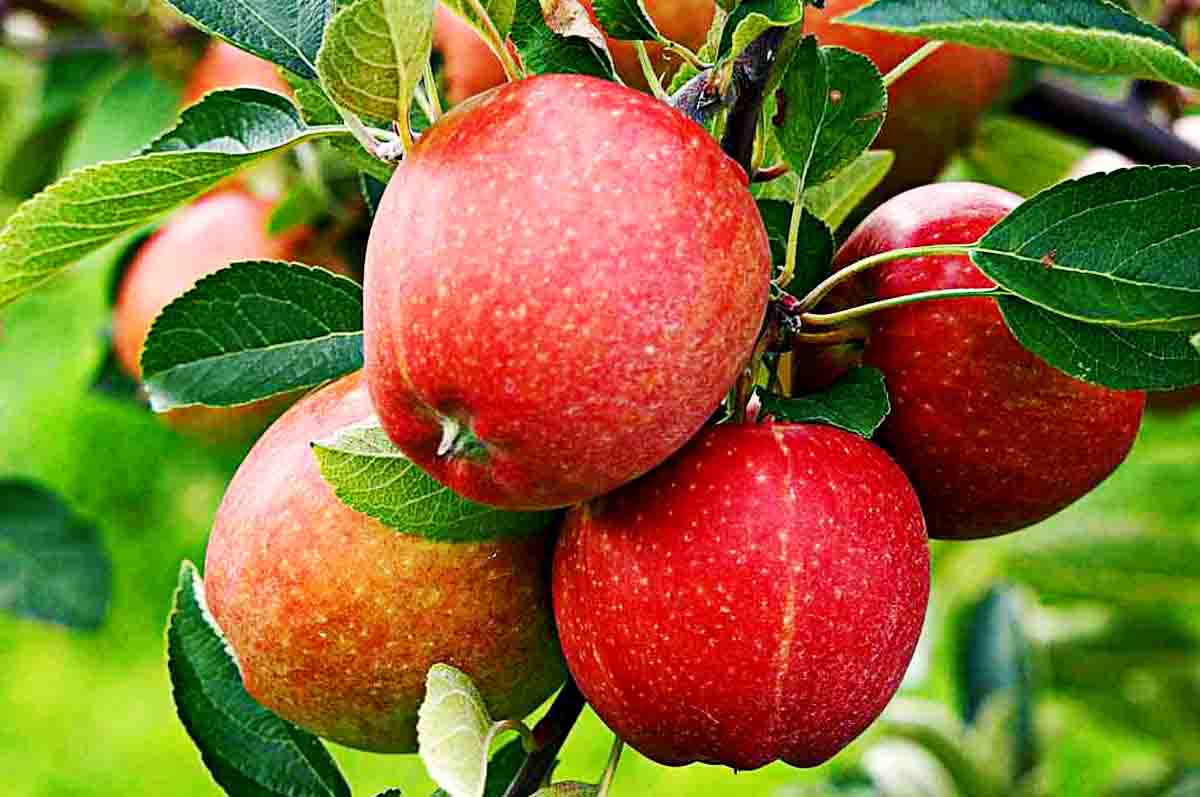 Apel - Tanaman buah yang cocok di dataran tinggi dari jenis tumbuhan berkayu
