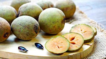 Penetral Asam Lambung – Manfaat buah sawo untuk penderita asam lambung dengan efek anti inflamasi