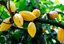 Kakao - Tanaman buah yang cocokdi dataran tinggi sebagai asal muasal kue cokelat