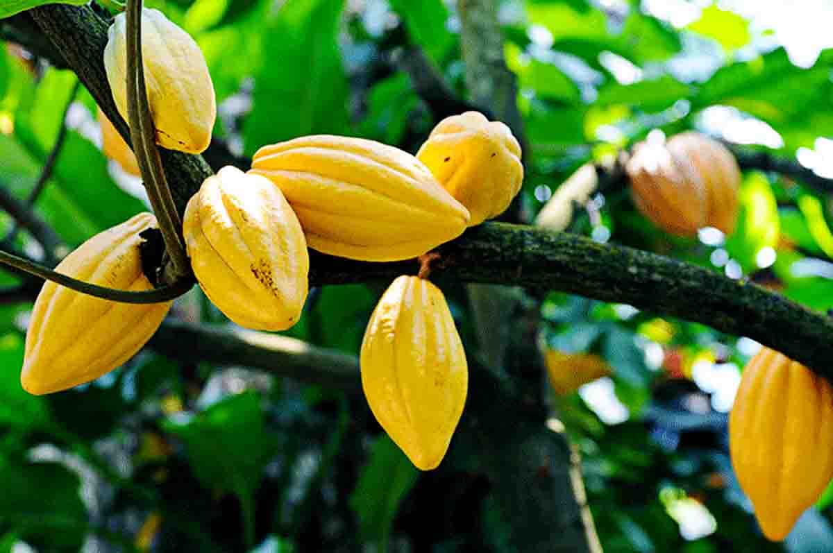 Kakao - Tanaman buah yang cocokdi dataran tinggi sebagai asal muasal kue cokelat