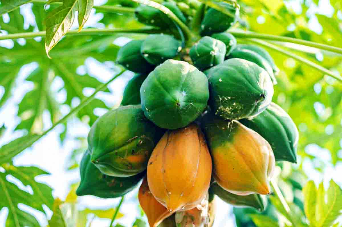 Pepaya - Tanaman buah yang cocok di dataran tinggi yang bisa digunakan sebagai pengganti makanan pokok