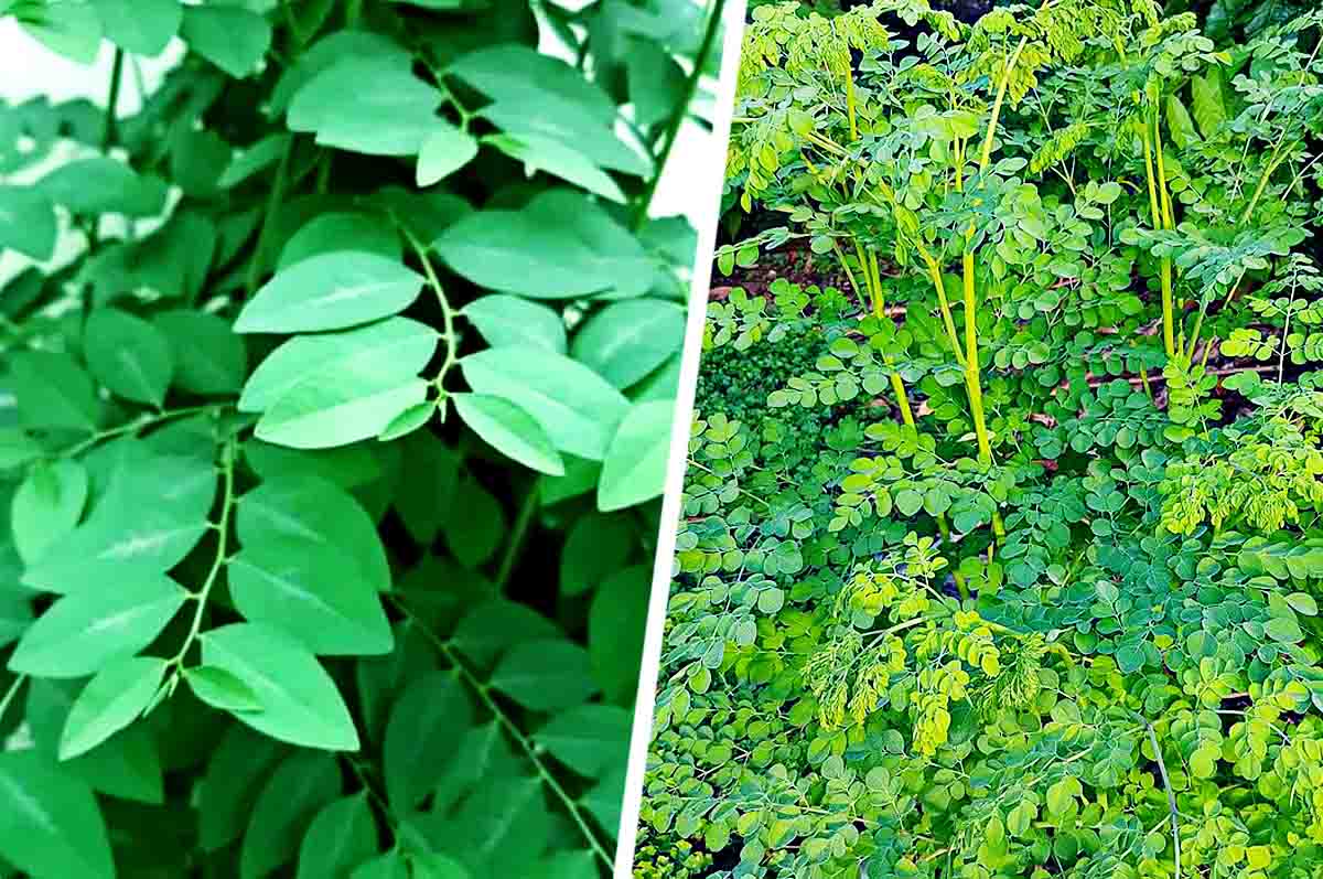 Tinggi Pohon - Perbedaan daun kelor dan daun katuk dari ciri fisik pohon