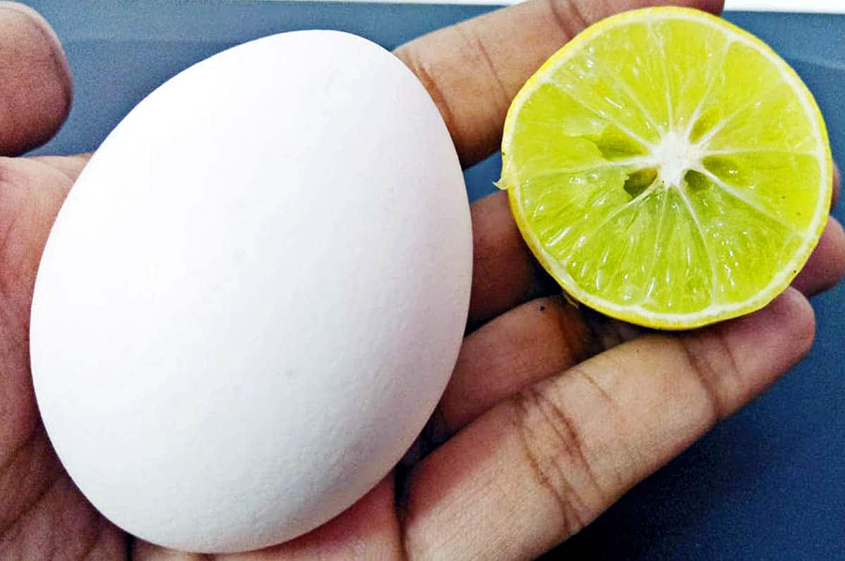 Mencegah Bakteri - Manfaat masker putih telur dan jeruk nipis untuk kebersihan