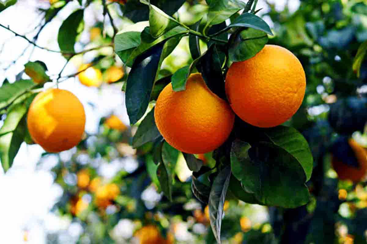 Jeruk - Tanaman buah yang cocok di dataran tinggi penambah vitamin C