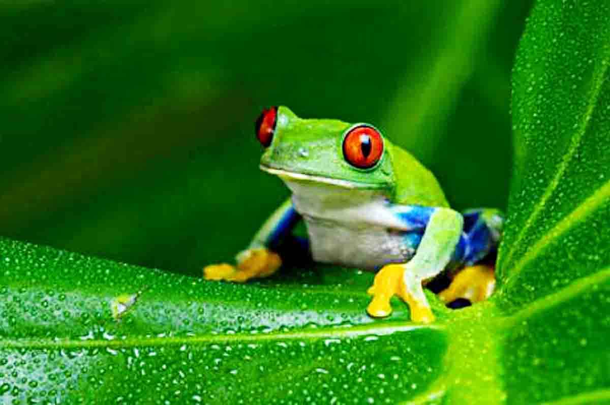 Tungkai Depan Kaki - Alat gerak katak dan fungsinya untuk hidup di dua alam