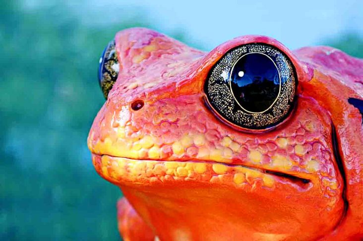 Melihat dengan Baik - Fungsi mata pada katak yang paling penting