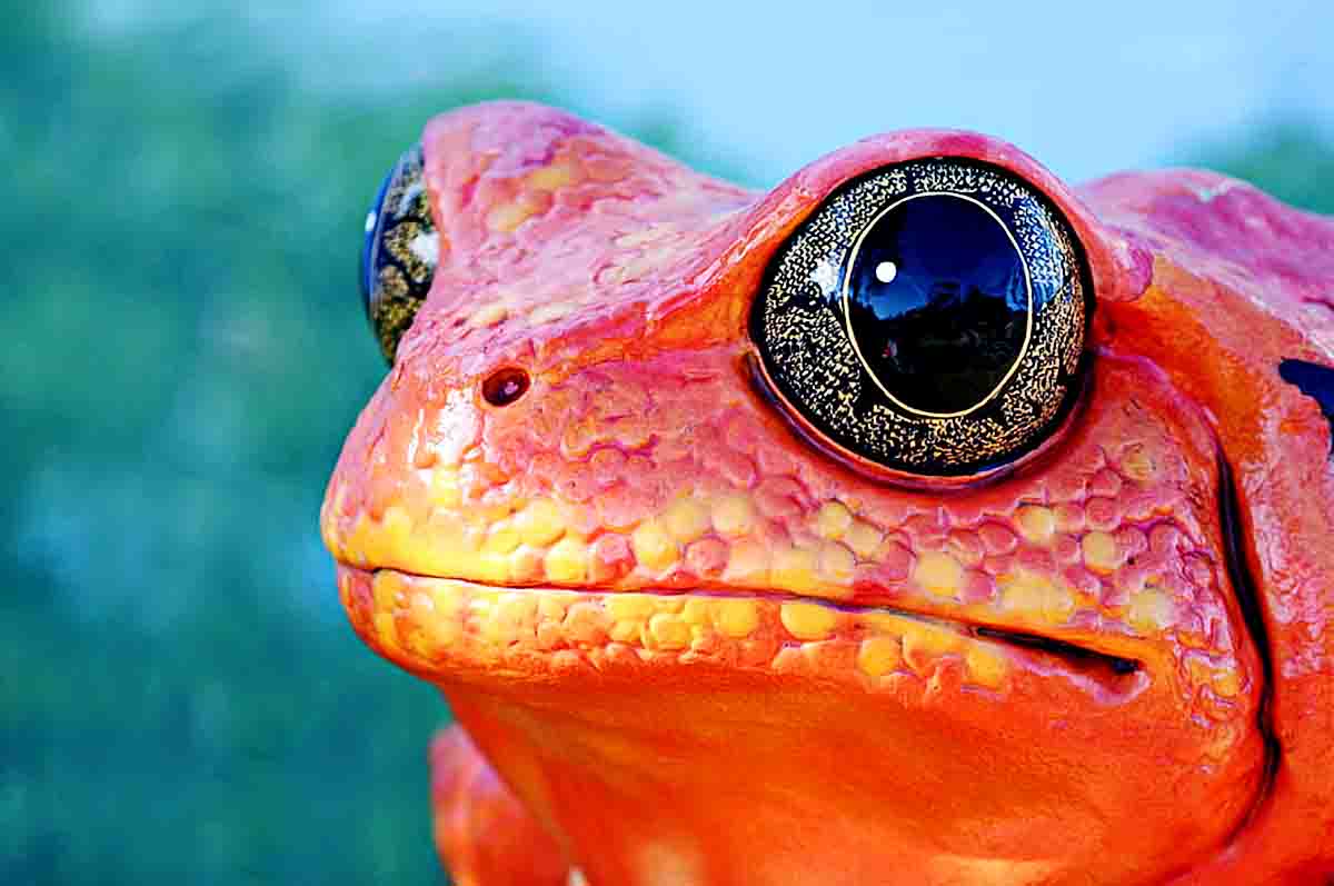 Melihat dengan Baik - Fungsi mata pada katak yang paling penting