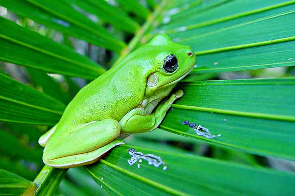 Mengidentifikasi Lingkungan Sekitar - Fungsinya mata pada katak sebagai salah satu bagian dari ekosistem