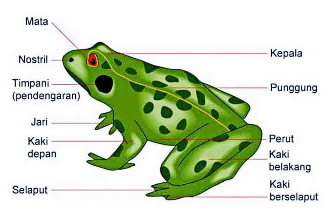 Penasaran 7 Alat  Gerak  Katak dan  Fungsinya  Ini Dia 