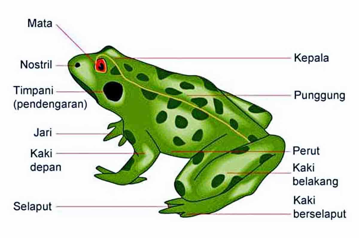 Tungkai Belakang Kaki - Alat gerak katak dan fungsinya untuk melompat