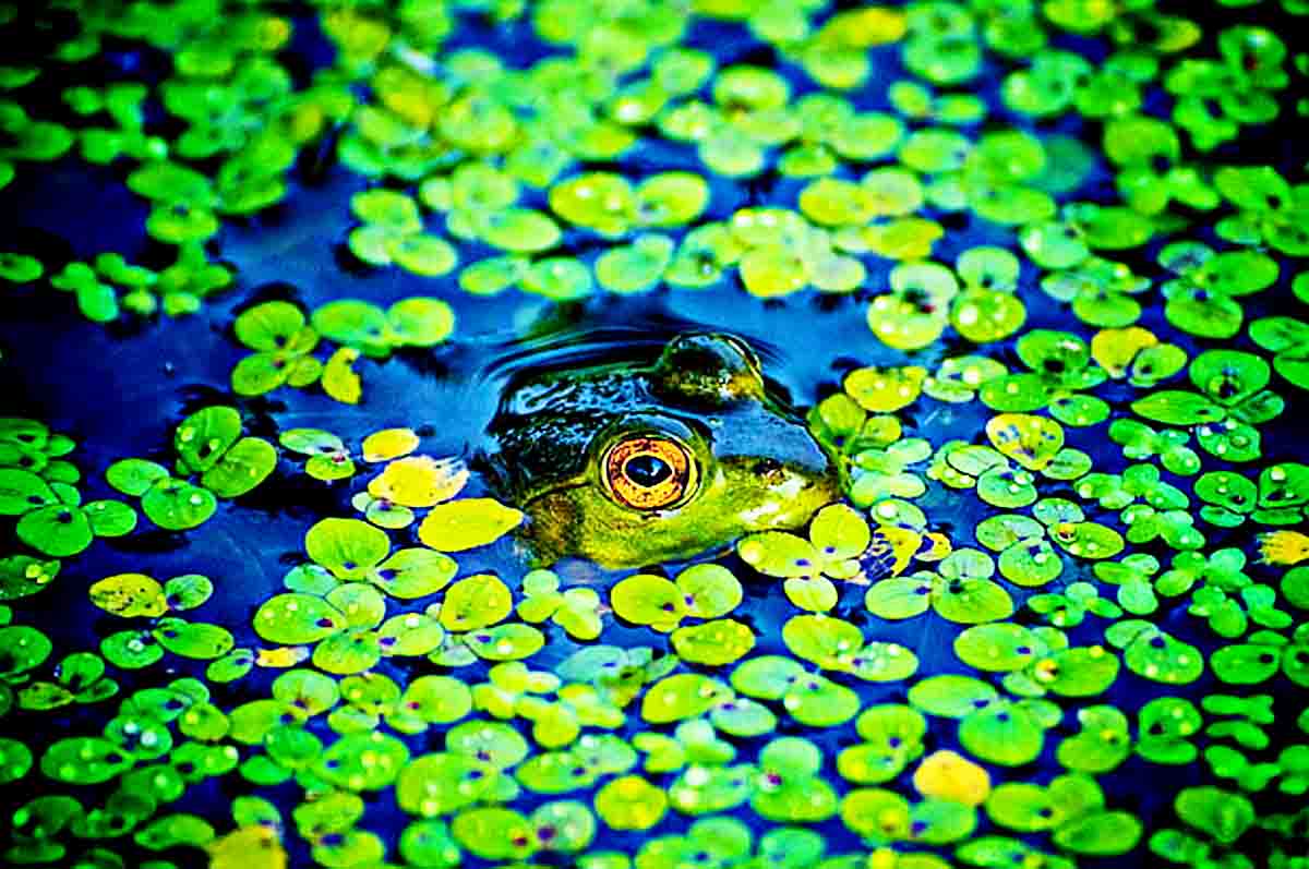 Mencari Makan dalam Kondisi Gelap - Fungsi mata pada katak agar tetap bisa mencari makan dalam kondisi apa saja