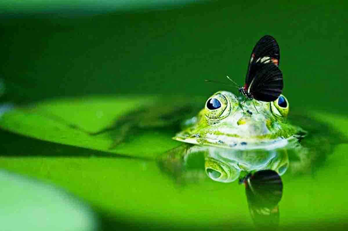 Mengenali Mangsa Sebagai Makanan - Fungsi mata pada katak karena harus bisa membedakan aneka jenis hewan