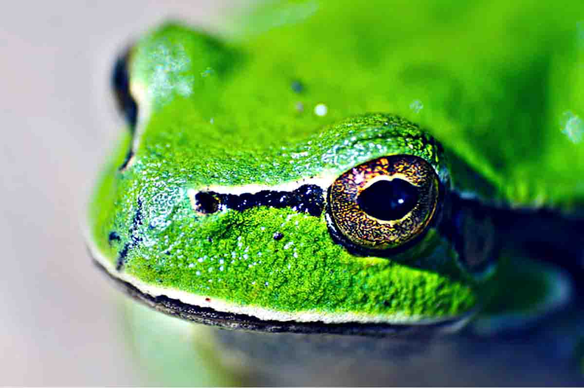 Sebagai Radar Bahaya - Kegunaan mata pada katak yang juga memiliki predator