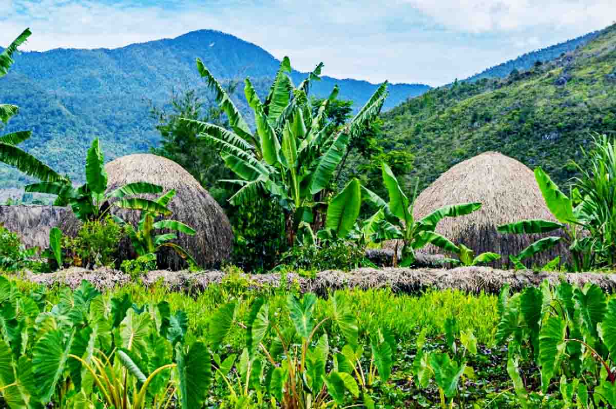 Kebun - Bentang alam secara universal pulau Papua sebagai bagian penting SDA
