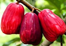 Mencegah Kanker - Jambu Dersono merah sebagai salah satu tanaman herbal