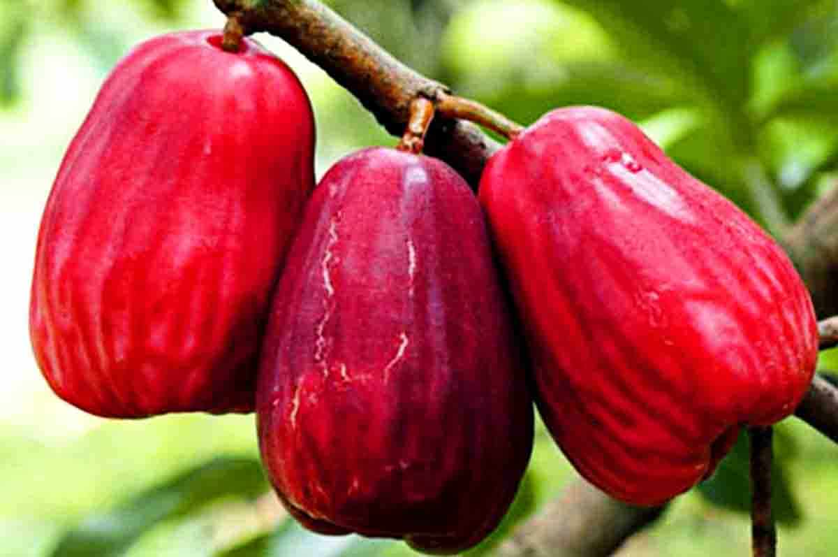 Mencegah Kanker - Jambu Dersono merah sebagai salah satu tanaman herbal