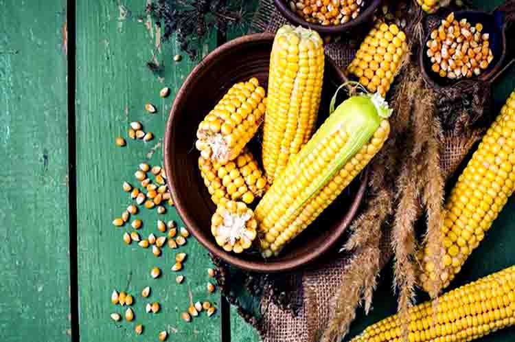 Tahap Menyeleksi Benih - Cara menanam jagung agar buahnya besar step pertama