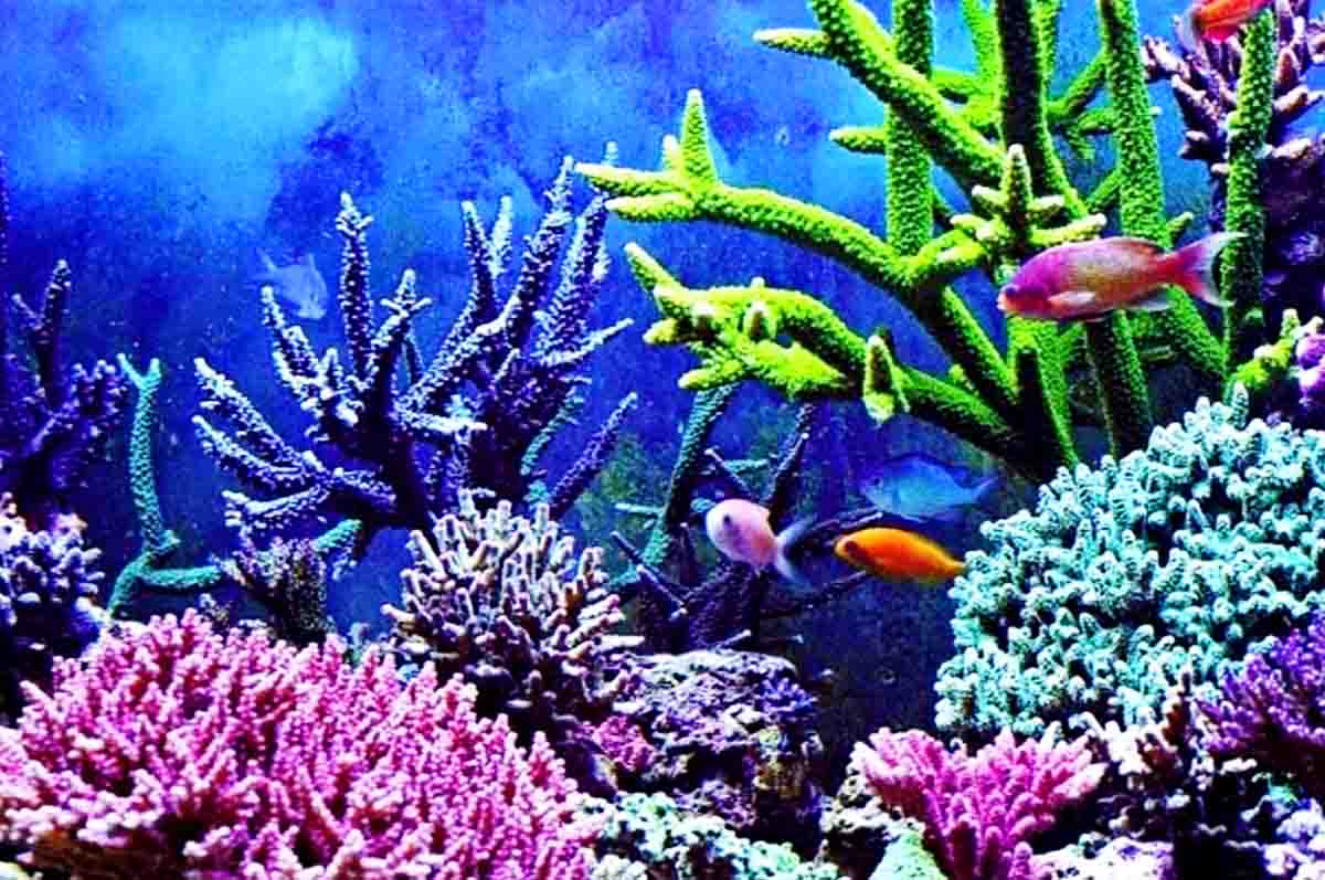 Hewan Karang – Apa yang dimaksud dengan terumbu karang dan ternyata ini merupakan hewan!