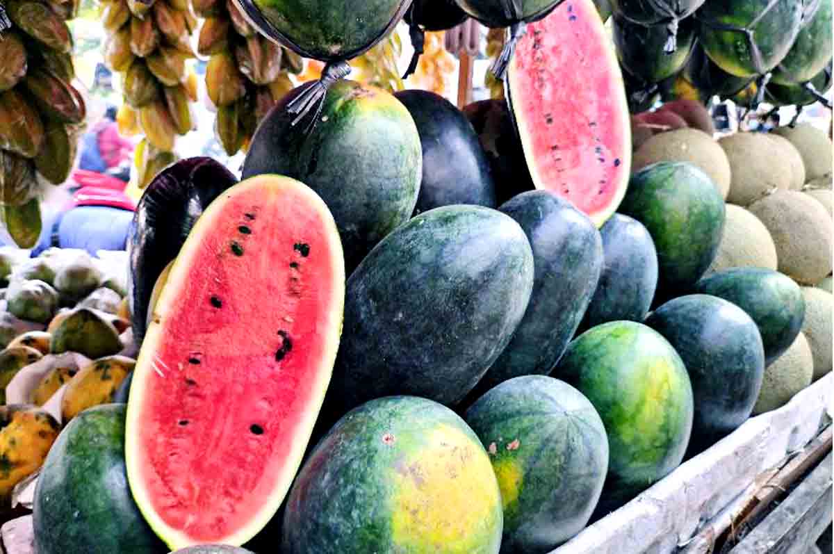 Seleksi Buah - Cara menanam semangka inul supaya berbuah besar dan berkualitas