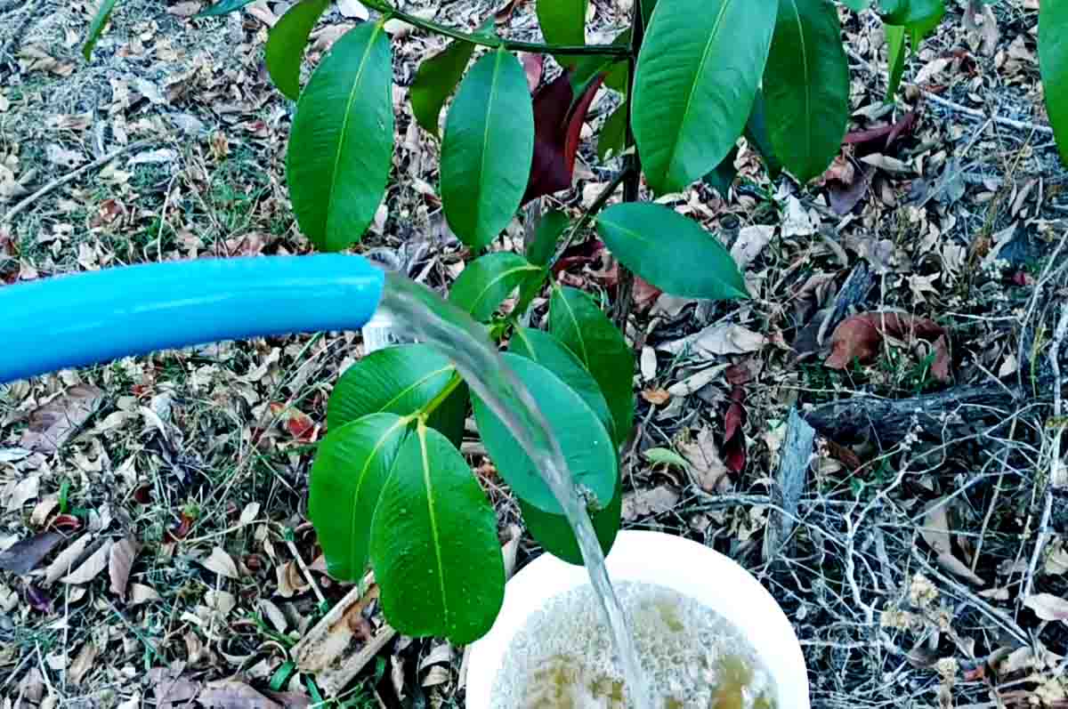 Herbafarm Cair - Pupuk untuk menghijaukan daun karena mengandung nutrisi organik