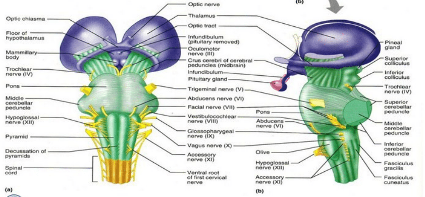 Aksesorius dan Vestibulokoklear - Sistem Saraf Pusat Terdiri pada pengendali otot daerah leher dan keseimbangan