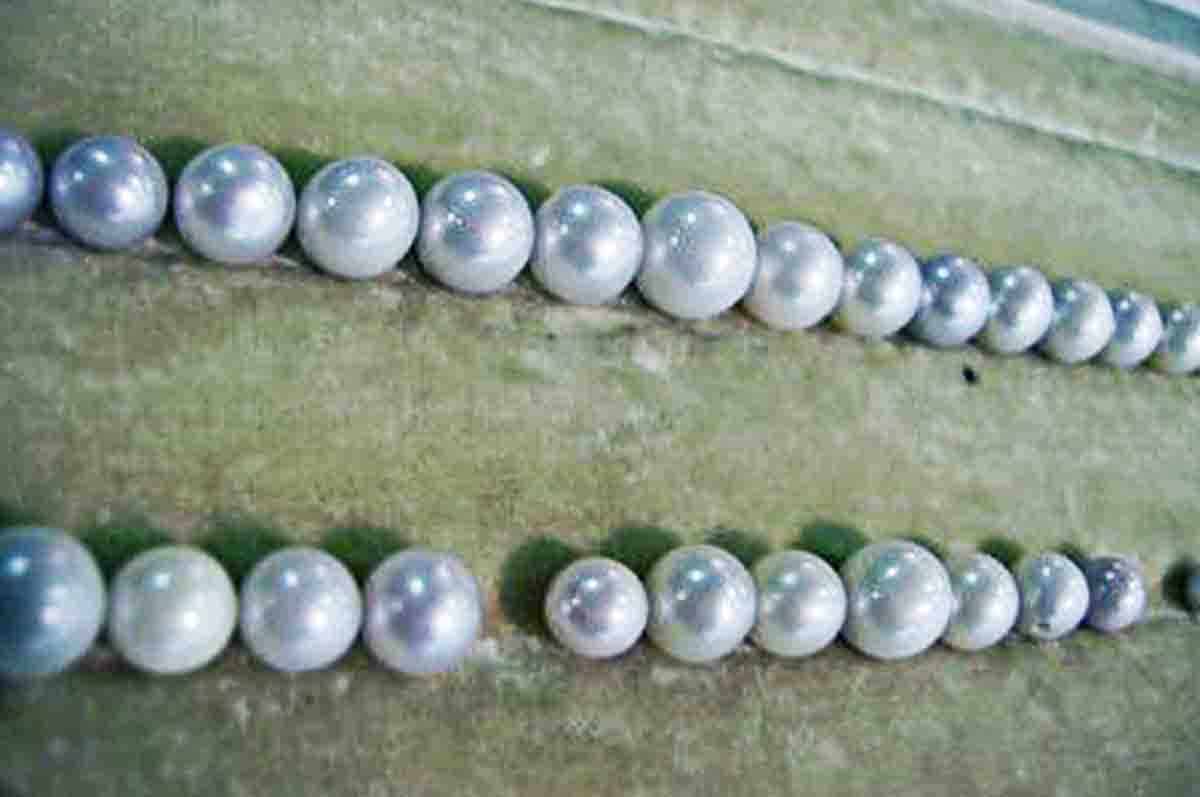 Abernathy Pearl - Jenis mutiara termahal yang ditemukan di sungai Tay
