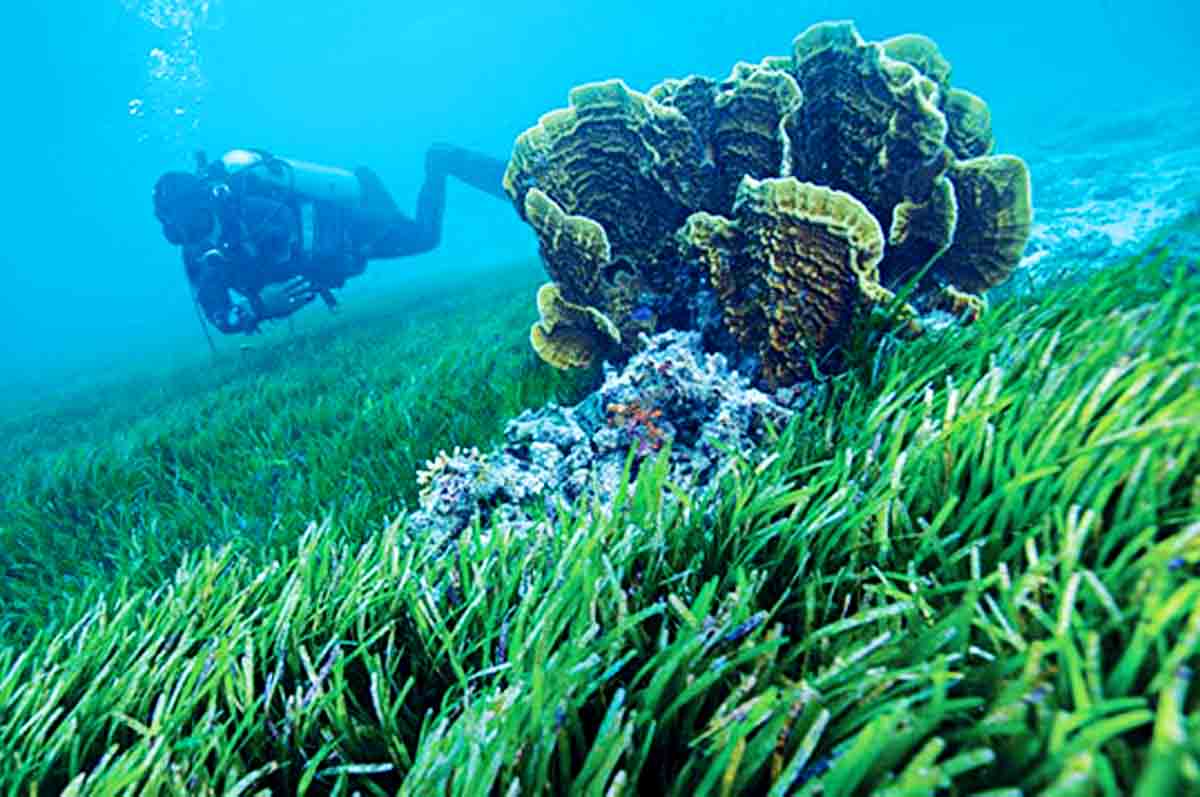 Padang Lamun – Sebutkan manfaat laut sebagai sumber daya dengan perairan dangkal berpasir