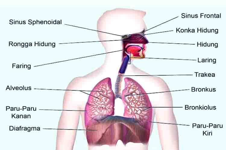 Tenggorokan - Sistem pernapasan pada manusia dan fungsinya untuk mengalirkan udara