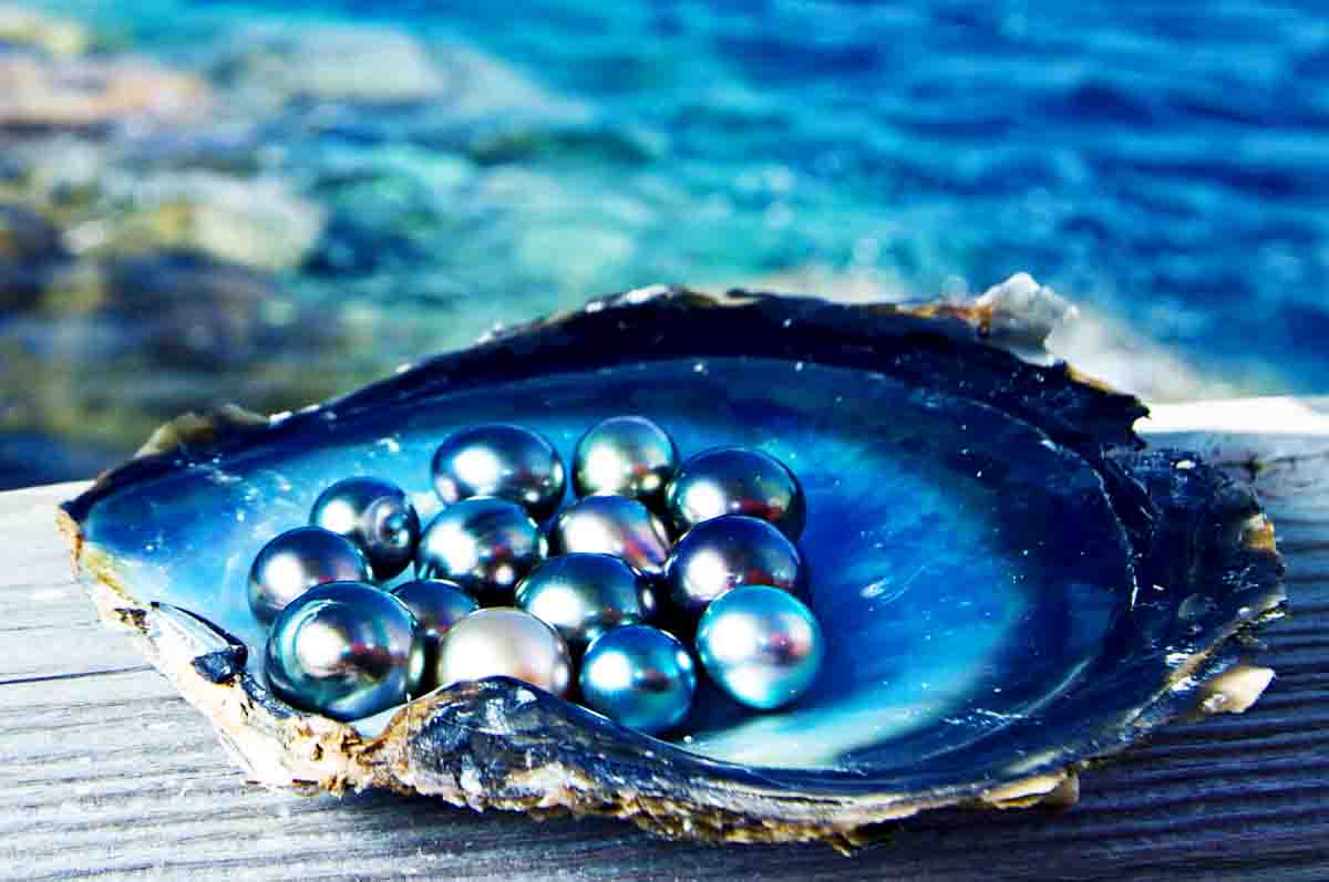 Black Pearl - Jenis mutiara termahal sebagai hasil budidaya tiram tertentu