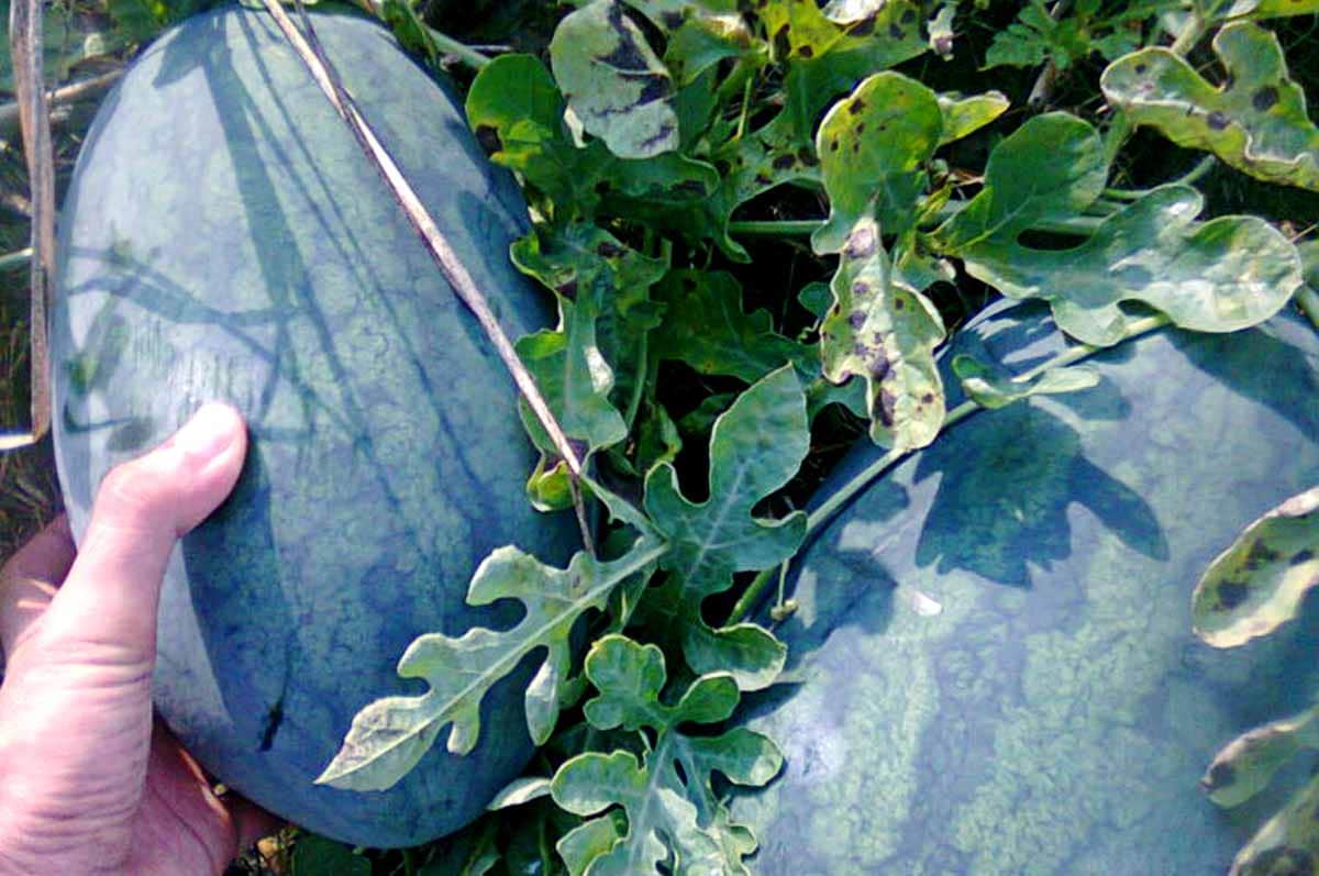 Pemupukan Berkala - Cara menanam semangka inul agar berbuah besar yang harus dilakukan secara kontinyu
