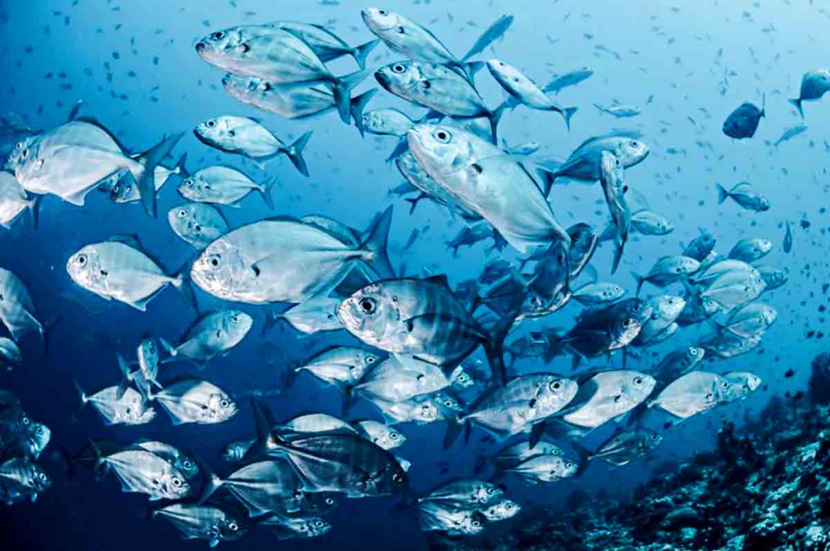 Sumber Daya Perikanan Laut – Sebutkan manfaat laut sebagai sumber daya aneka bahan pangan