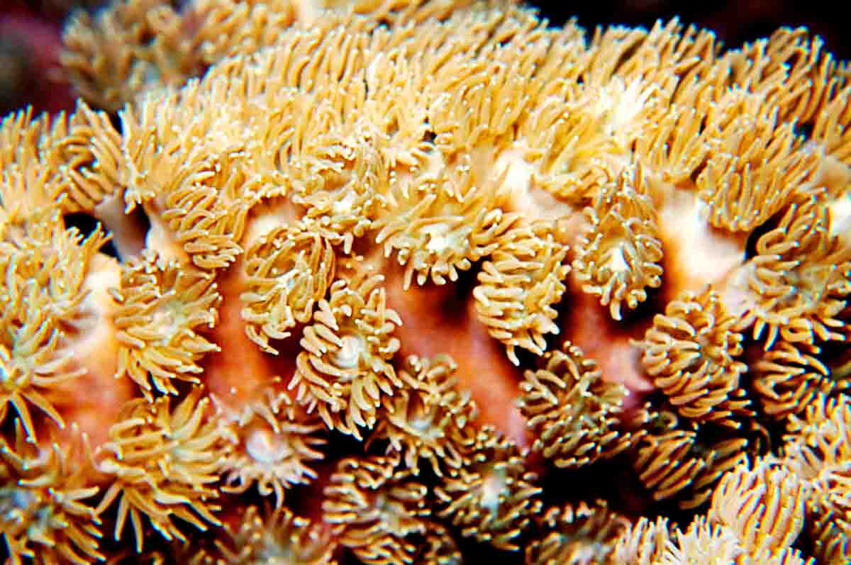 Tumbuh Baik di Air Alami – Apa yang dimaksud dengan terumbu karang dari segi kondisi abiotiknya?
